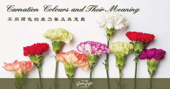 Carnation Colours and Their Meaning